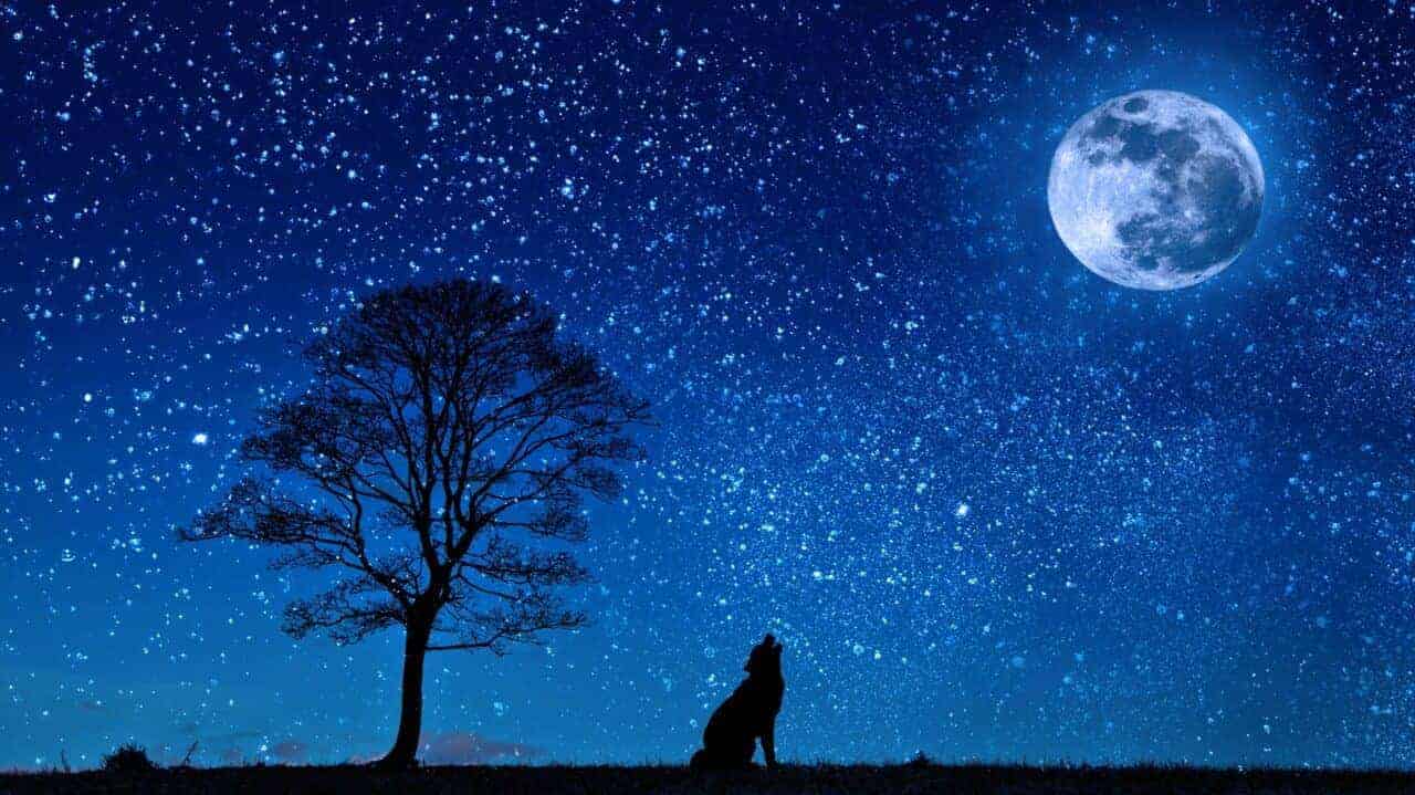 Wolf Gce01a6e67 1920