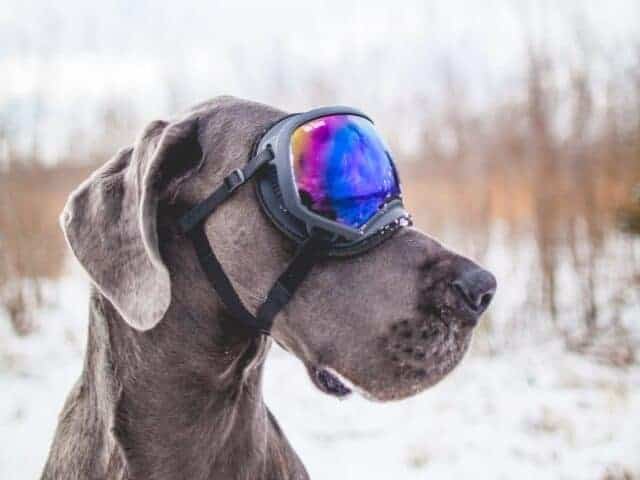 Meenemen Winterreis Ski.jpg