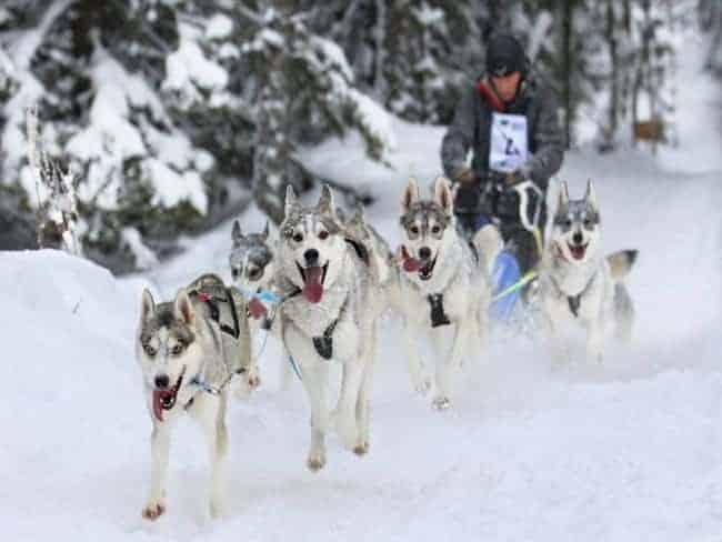 Huskytocht Lapland Winter Groepsreis.jpg