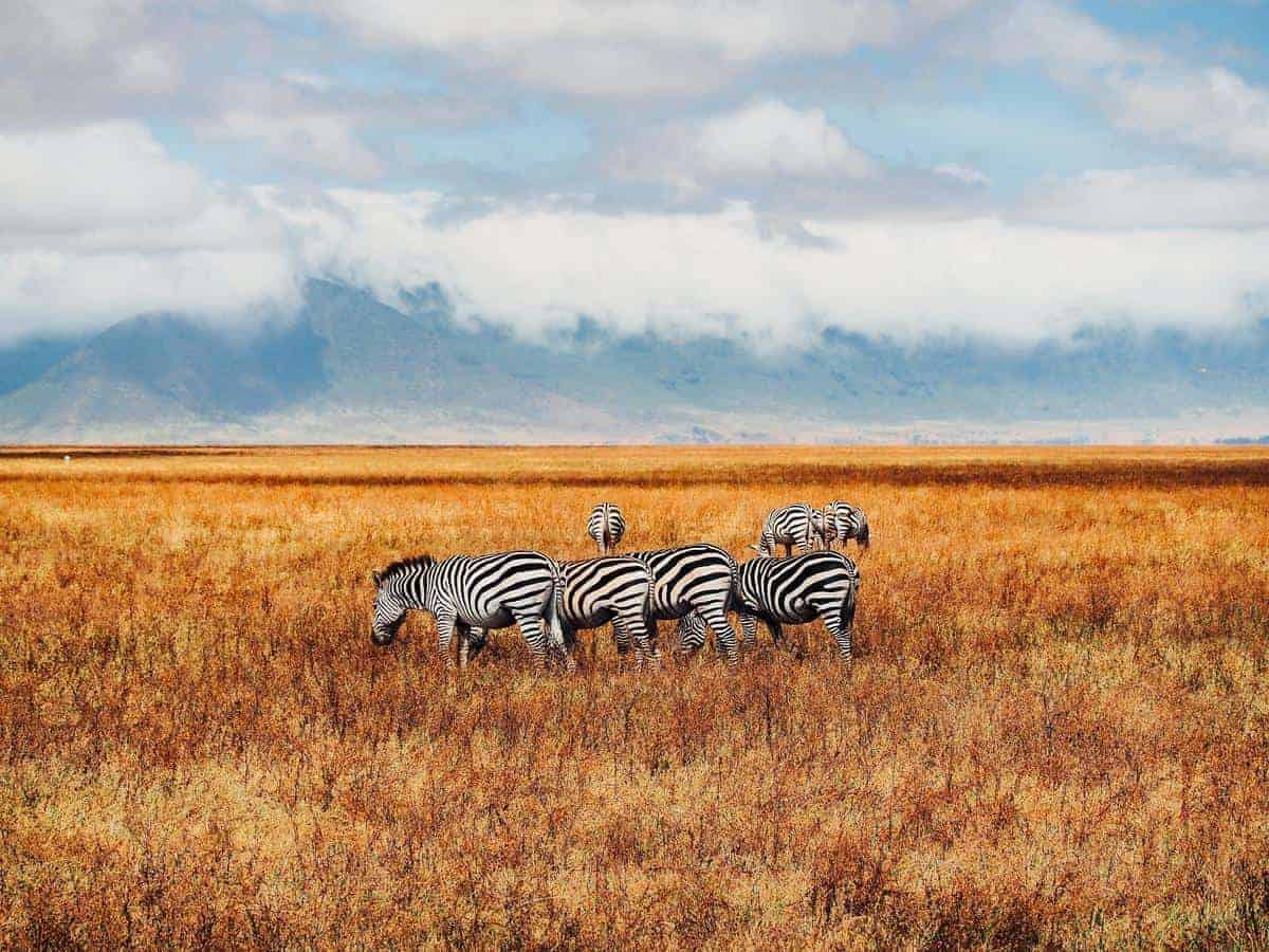 Zebra Ngorongoro National Park Groepsreis.jpg