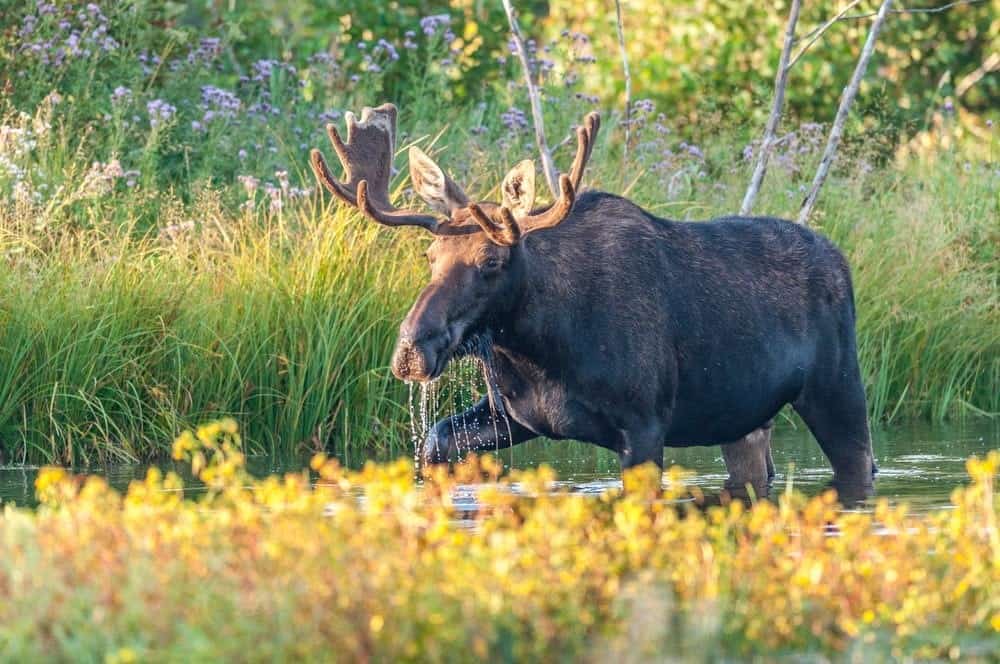 Eland Spotten.jpg