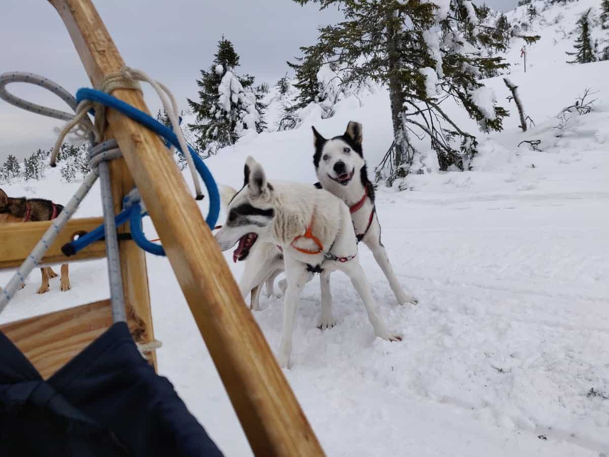 husykytocht-in-lapland