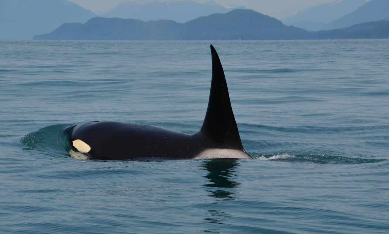 Orca G693486918 1920