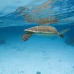 Bonaire Groepsreis Unsplash Schilpad 150x150