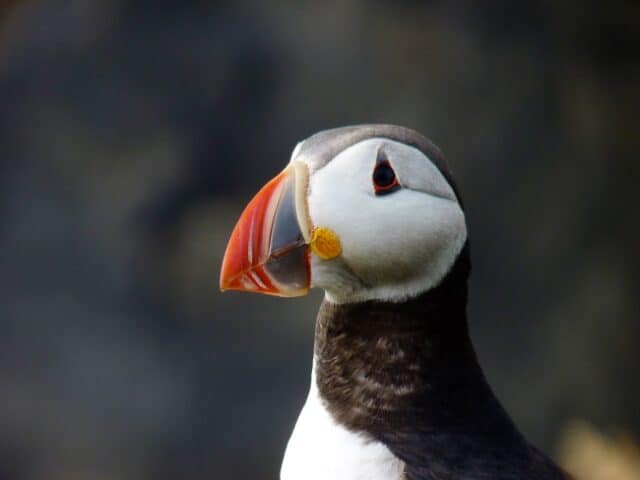 actieve groepsreis ijsland natuur
