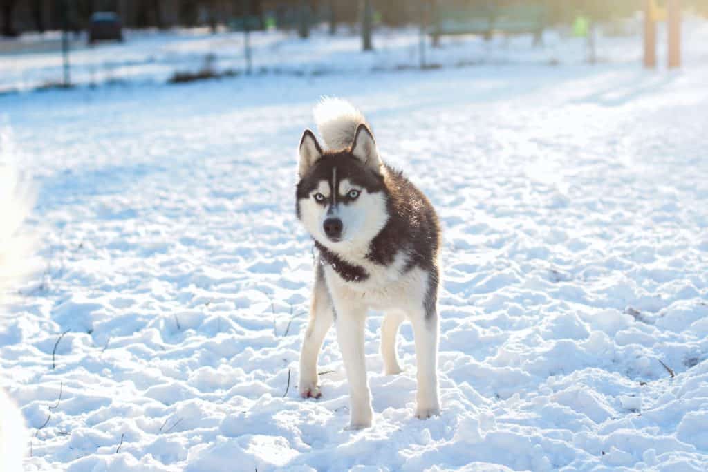 Bezienswaardigheden Lapland 1024x683