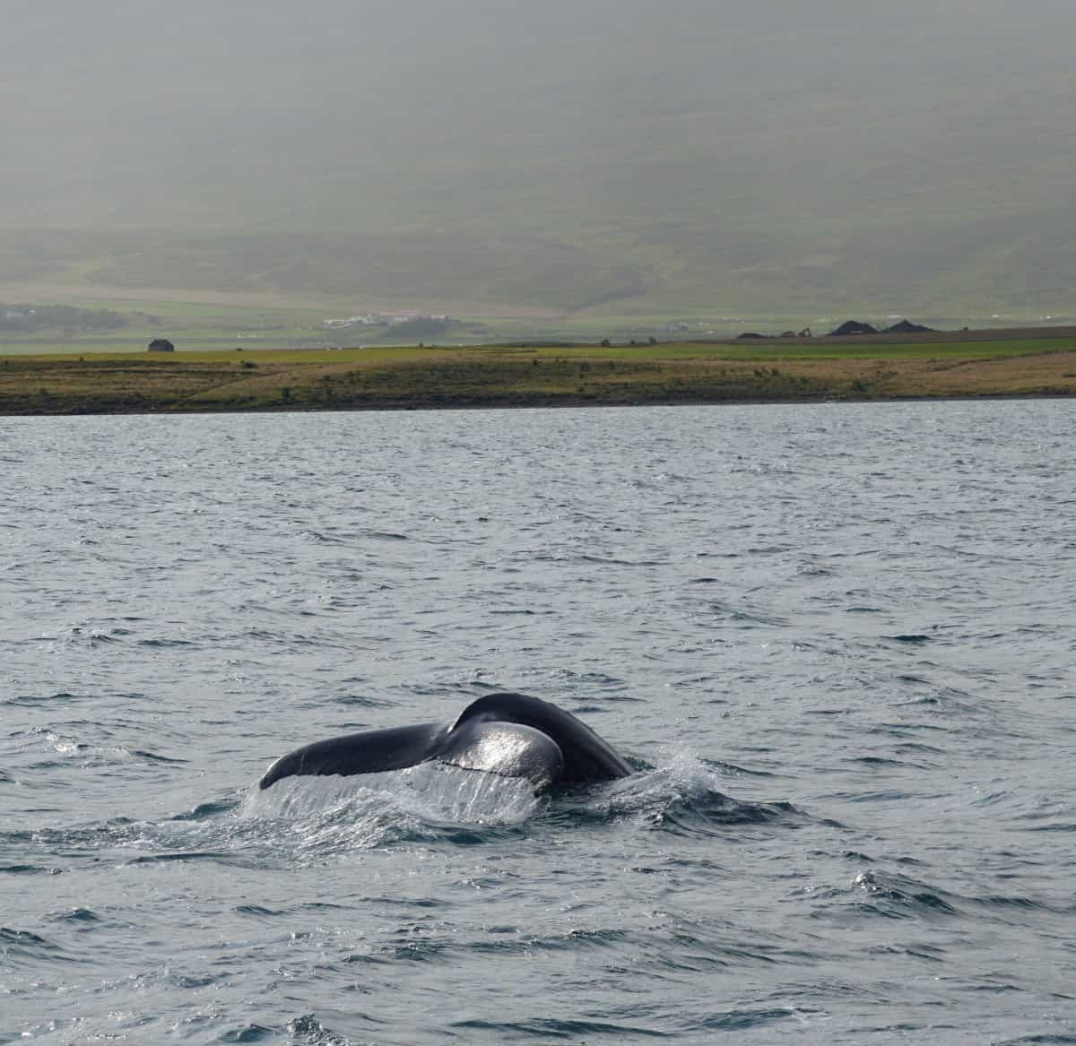 Bezienswaardigheid Ijsland Walvis Top 10