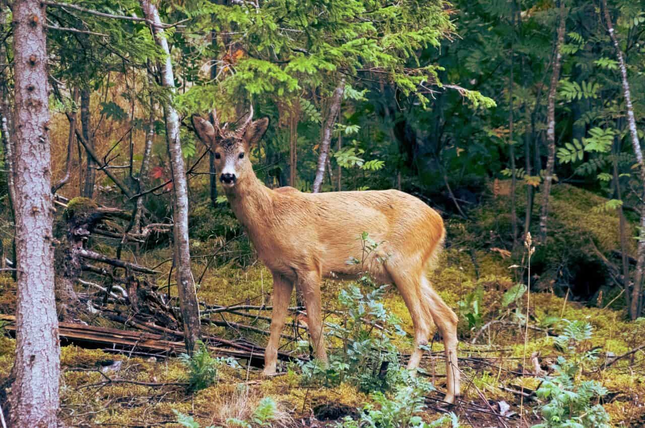 groepsreis noorwegen wildernis