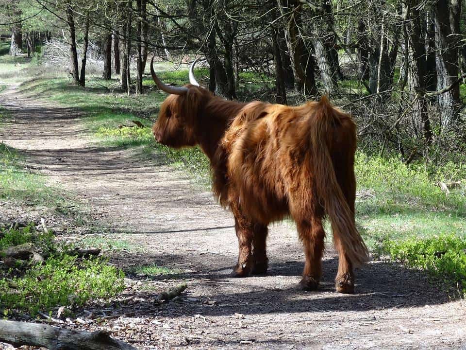 groepsreis dieren noSun