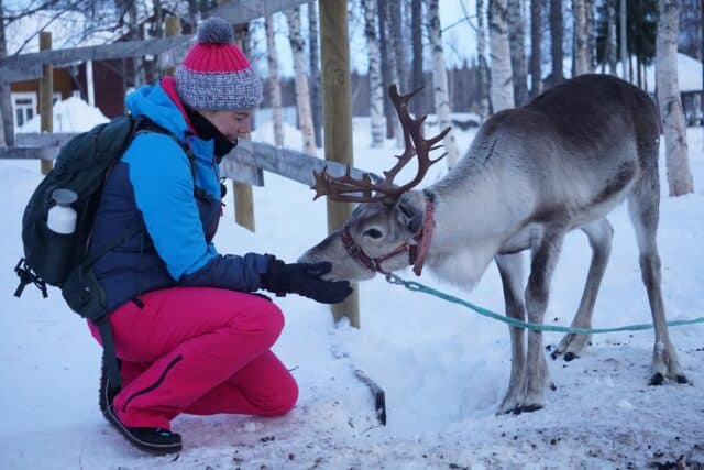 singlereis dieren winter