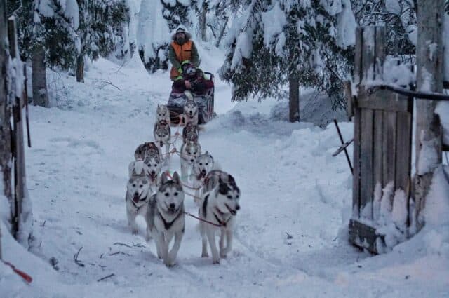 singlereis-lapland-huskytocht
