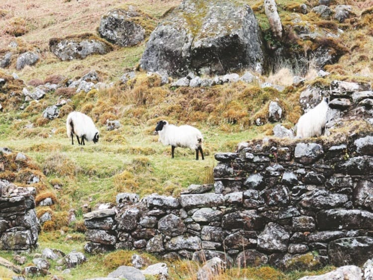 singlereizen natuur noordierland