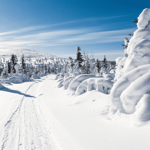 groepsreis nosun singlereis winterreis husky winterlandschap