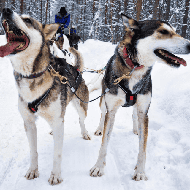 singlereis groepsreis huskysafari lapland winterreis
