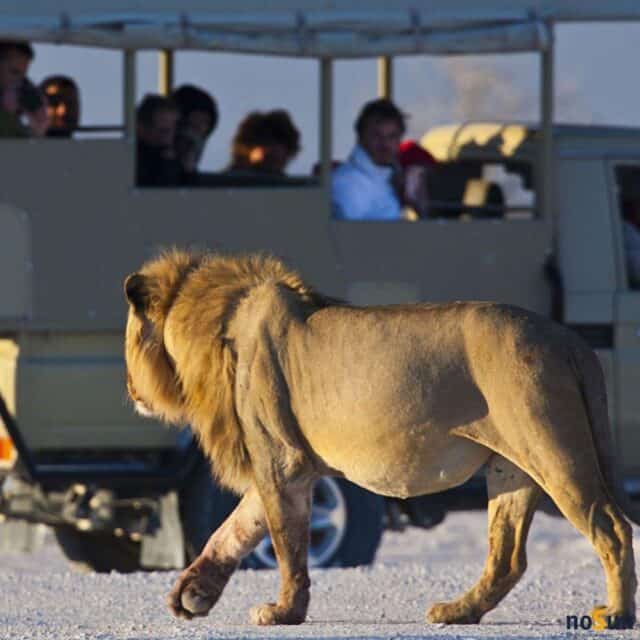 namibië-noSun-singlereis-ochtend-safari