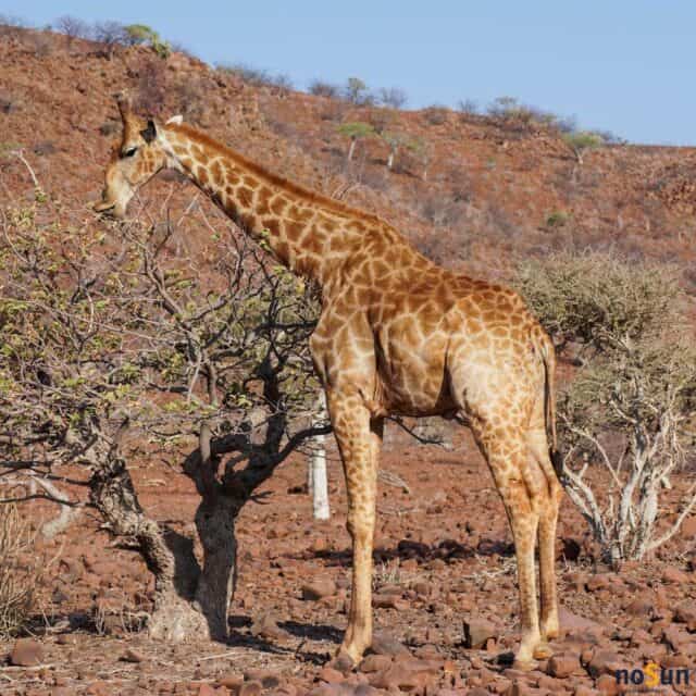 namibië Palmwag giraffe singlereis