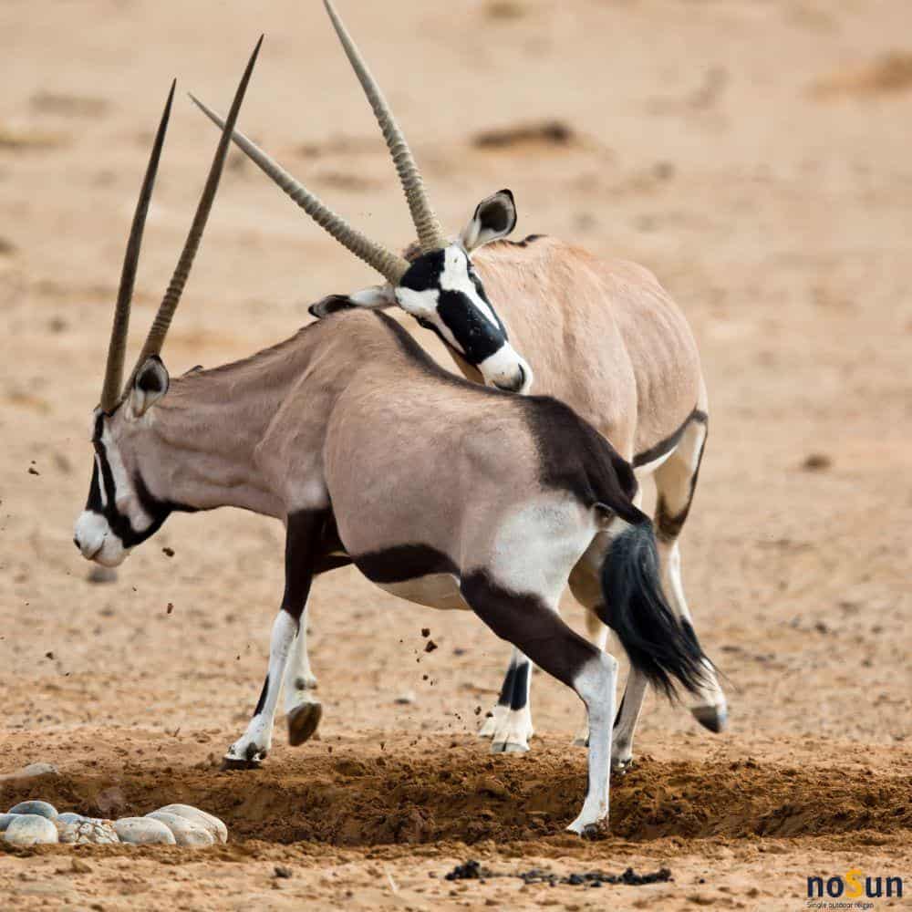 singlereis-sossusvlei-namibië-spingbok