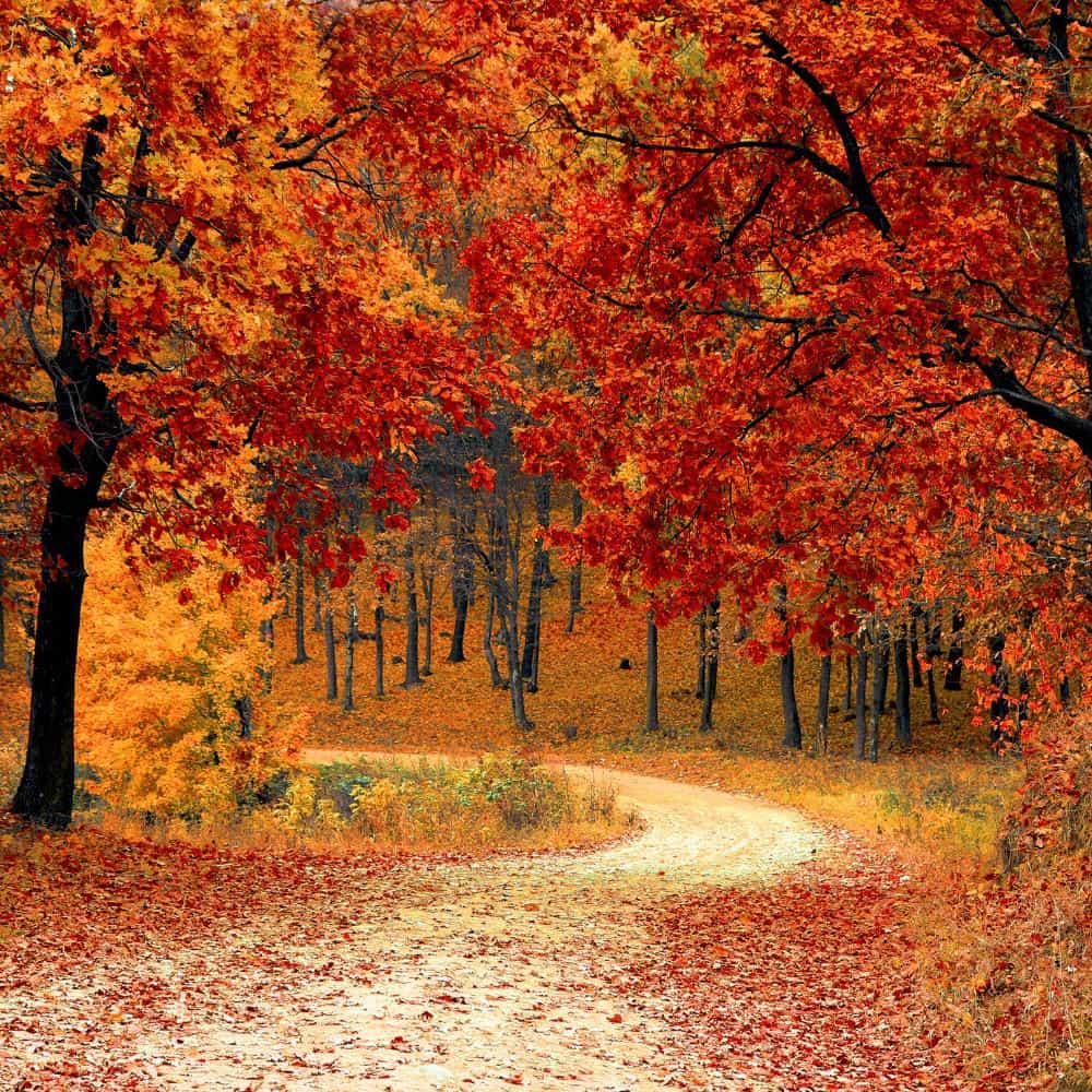 herfst wandelen zweden nosun