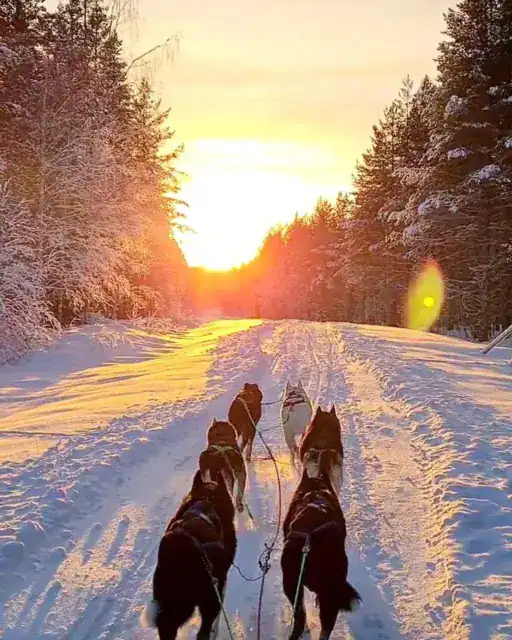 Groepsreis Winter Winterreis Singlereis Husky Sunset Asm10726 512x640